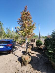 lot 18 image: Red Maple Tree 2.5 Caliper