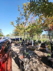 lot 19 image: Red Maple Tree 2.5 Caliper