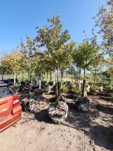 lot 20 image: Red Maple Tree 2.5 Caliper