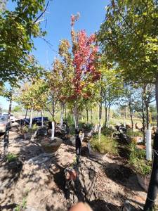 lot 21 image: Red Maple Tree 2.5 Caliper