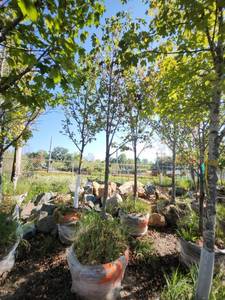 lot 23 image: Red Maple Tree 2.5 Caliper