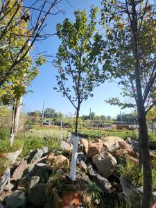 lot 24 image: Red Maple Tree 2.5 Caliper