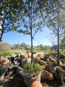 lot 25 image: Red Maple Tree 2.5 Caliper