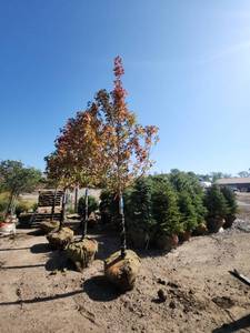 lot 26 image: Red Maple Tree 2.5 Caliper