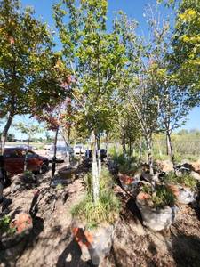 lot 27 image: Red Maple Tree 2.5 Caliper