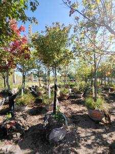 lot 28 image: Red Maple Tree 2.5 Caliper