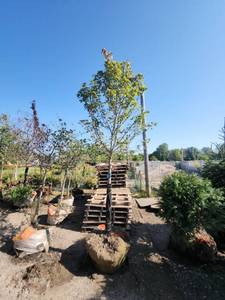lot 29 image: Red Maple Tree 2.5 Caliper