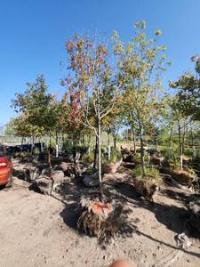 lot 30 image: Autumn Blaze Maple - 2