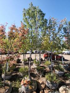 lot 33 image: Sienna Glen Maple - 3.5