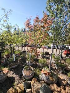 lot 34 image: Red Maple - 2.5 Caliper