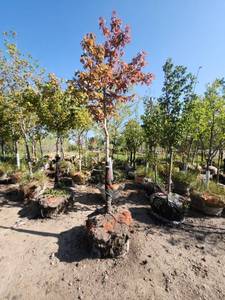 lot 38 image: Autumn Blaze Maple  - 2