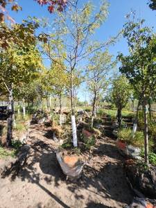 lot 39 image: Skyline Locust - 2