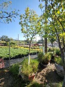 lot 44 image: Japanese Lilac - 2