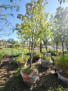 lot 45 image: Japanese Lilac 2
