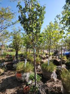 lot 49 image: Japanese Lilac 2