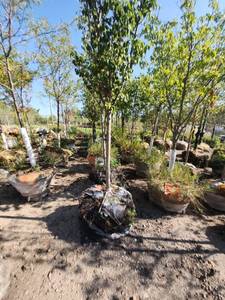 lot 50 image: Japanese Lilac 2