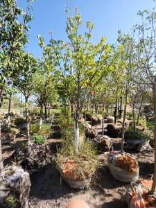lot 51 image: Japanese Lilac 1.5