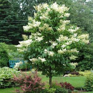 lot 53 image: Japanese Lilac 1.5
