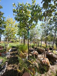lot 54 image: Japanese Lilac 1.5