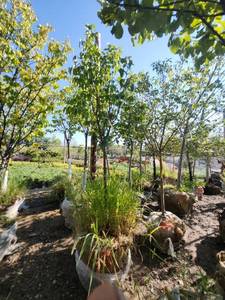 lot 55 image: Japanese Lilac 1.5