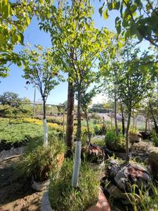 lot 56 image: Japanese Lilac 1.5