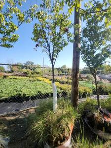 lot 57 image: Japanese Lilac 1.5
