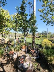 lot 58 image: Japanese Lilac 2