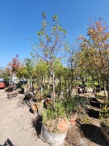 lot 67 image: Red Jewel Crabapple 2