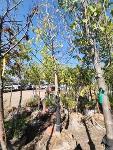 lot 70 image: Hackberry - 3