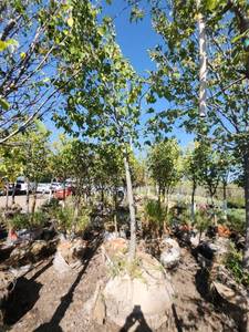lot 71 image: American Linden - 3.5
