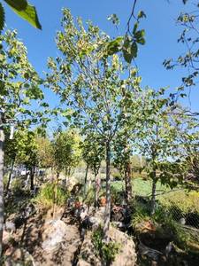 lot 72 image: American Linden 3.5