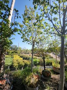 lot 73 image: American Linden 3.5