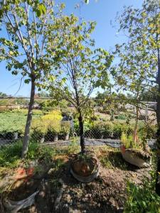 lot 74 image: American Hophornbeam Tree - 3