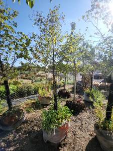 lot 75 image: American Hophornbeam Tree - 3