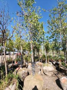 lot 77 image: Princeton Elm - 3.5