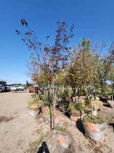 lot 81 image: Maple