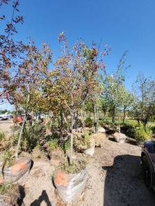 lot 82 image: Hot Wings Maple - 2.5