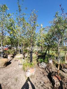 lot 83 image: American Hophornbeam Tree - 3