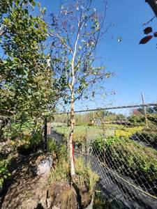 lot 85 image: River Birch Single Stem 3