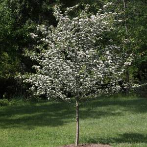 lot 89 image: Hawthorne 2 Caliper