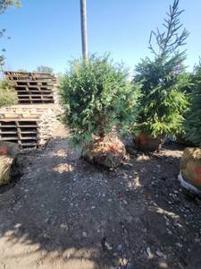 lot 92 image: Techny Globe Arborvitae