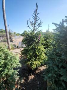 lot 93 image: Black hills Spruce - 6-7