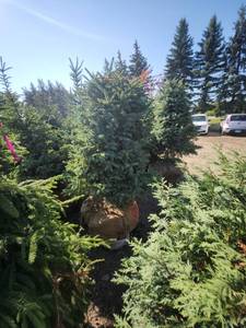 lot 94 image: Black hills Spruce - 6-7