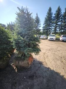 lot 95 image: Black hills Spruce - 6-7