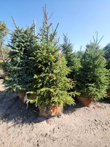 lot 96 image: Black hills Spruce - 6-7