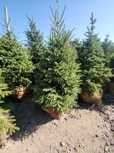 lot 98 image: Black hills Spruce - 6-7
