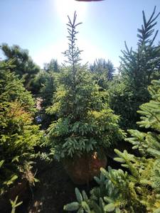 lot 100 image: Black hills Spruce - 6-7