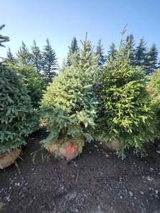 lot 102 image: Black hills Spruce - 6-7