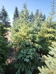 lot 103 image: Black Hills Spruce 6-7