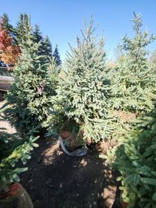 lot 104 image: Black hills Spruce - 6-7